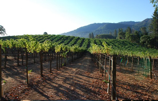 Oberon Wines - Oso Vineyard