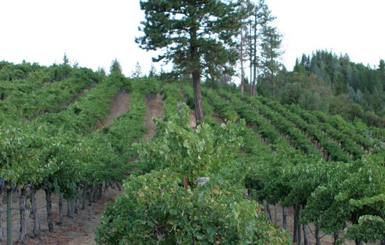 Oberon Wines - Rutherford Vineyards